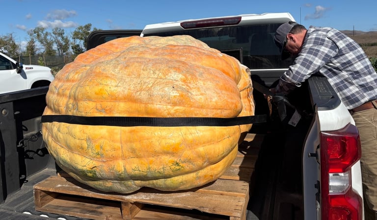 Jessica big pumpkin-1