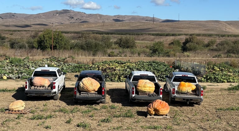 Jessica pumpkins in trunk-1